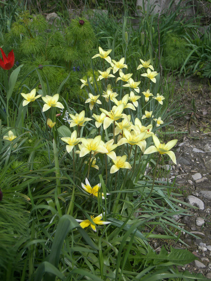 Тюльпан Клузиуса (Tulipa clusiana).