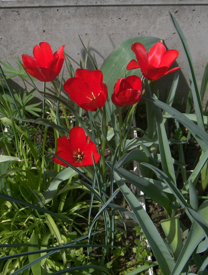 Тюльпан горный (Tulipa montana).