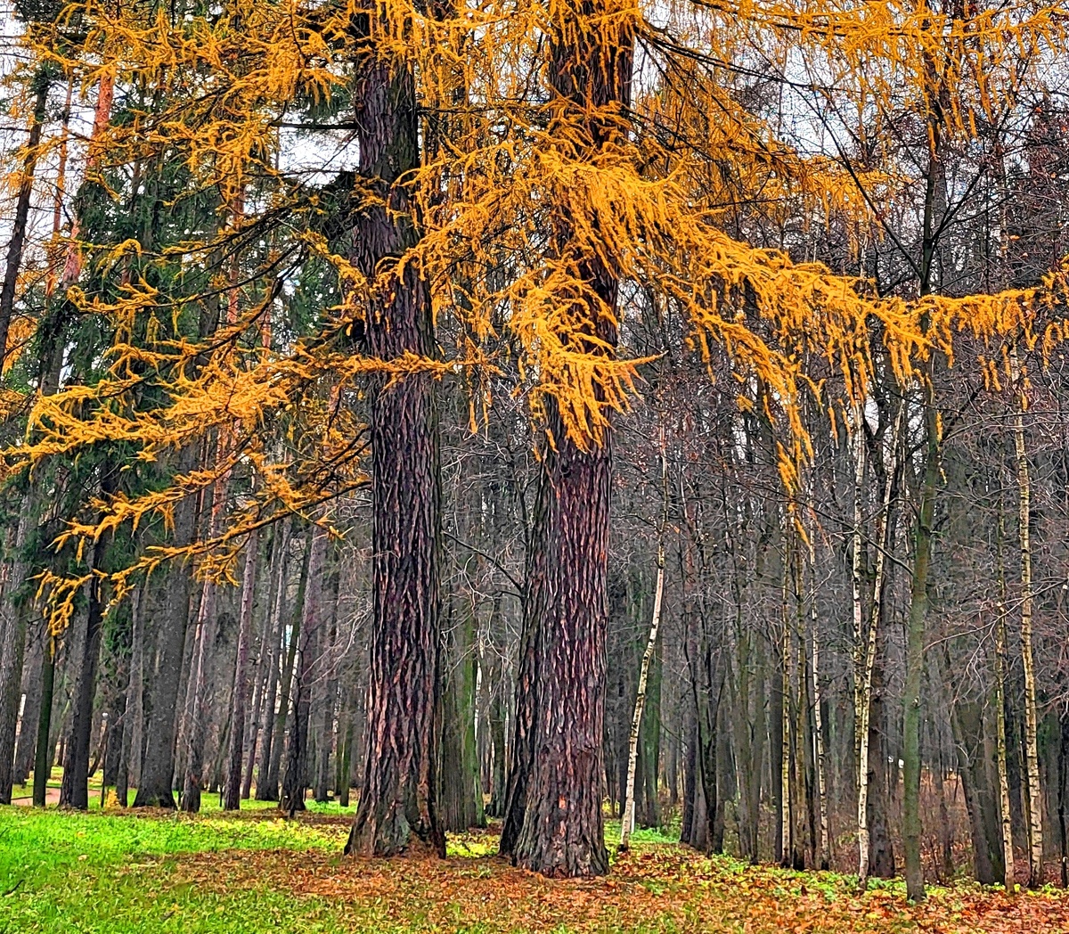 Фото принадлежит автору канала. Осень. 