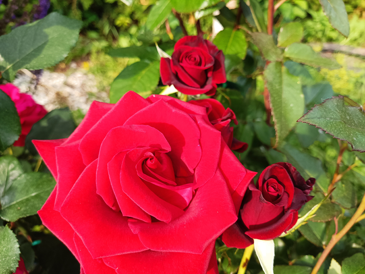 Чайно-гибридная роза