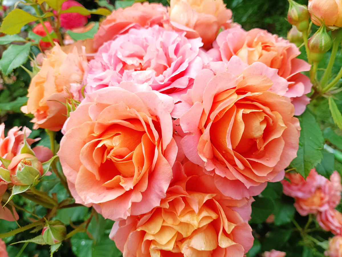 Флорибунда