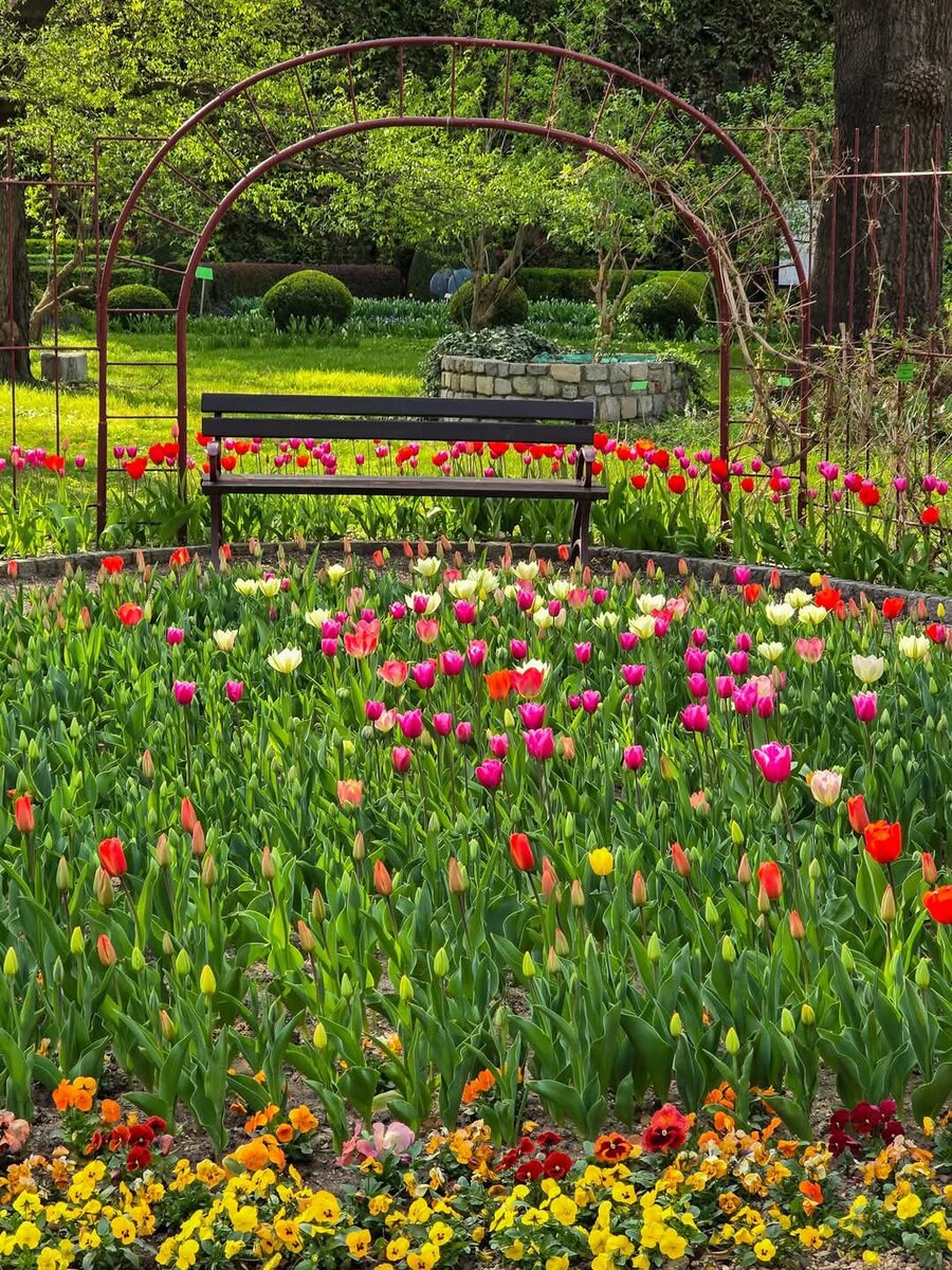 Клумба с тюльпанами в Ботаническом саду . Варшава. 