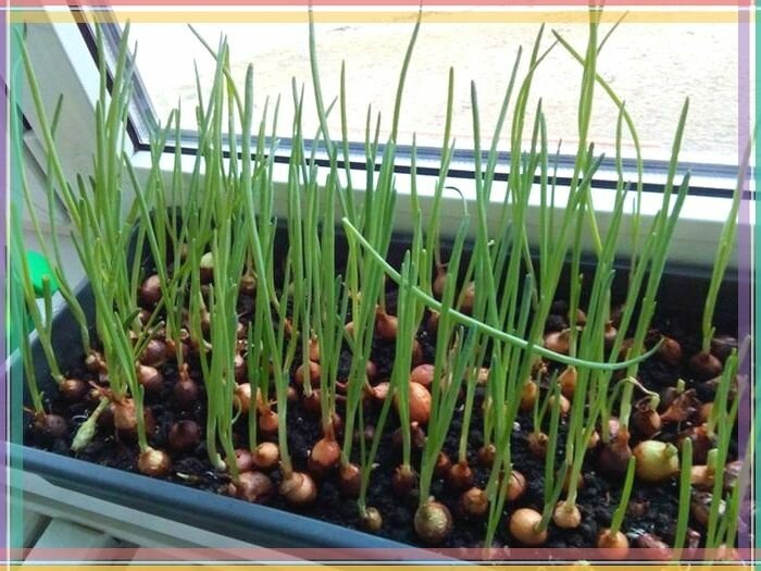 Фото: Яндекс Картинки