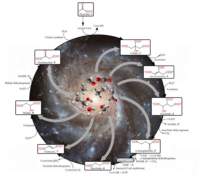   Mason McAnally et al. / PNAS, 2025