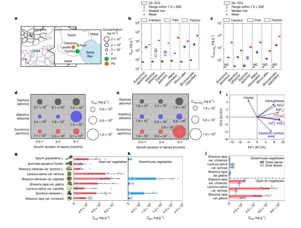 Рис. 1 – a , Расположение мест отбора проб в Тяньцзине, Китай, и концентрация в атмосфере (нг на м 3 сухой массы) полимеров ПЭТ и ПС. b , c , Концентрации (нг на г сухой массы) полимера ПЭТ ( b ) и олигомера [TPA-EG] 3 ( c ) в листьях шести независимых растений на трех разных участках (кампус, парк и фабрика). d – f , Различные концентрации ПЭТ ( d ) и [TPA-EG] 3 ( e ) в листьях с разной продолжительностью роста, а также связь между концентрацией ПЭТ в листьях и физиологическими характеристиками листьев, выявленными с помощью анализа главных компонент (PCA) ( f ). g – i , Средние концентрации (нг на г) ПЭТ в овощах, высаженных на открытом воздухе ( g ) и в тепличных овощах ( h ), а также разница между внешними и внутренними листьями овощей ( i ). Для d – f показаны средние значения. n  = 6 независимых биологических особей Brassica oleracea var. botrytis L., Ipomoea aquatica Forssk. и Apium graveolens L. как в условиях открытого воздуха, так и в теплицах в g и h ; n  = 9 независимых биологических особей B. rapa var. chinensis , Spinacia oleracea L., L. sativa var. capitata , B. rapa var. glabra , B. oleracea var. capitata и L. sativa var. ramosa как в условиях открытого воздуха, так и в теплицах в g и h . Образцы овощей были собраны у 6 независимых биологических особей ( n  = 6) ( i ). Данные представляют собой среднее значение ± sd ( g – i ). IQR, межквартильный размах; ND, не обнаружено. Карты в a взяты из Natural Earth ( https://www.naturalearthdata.com/ ).