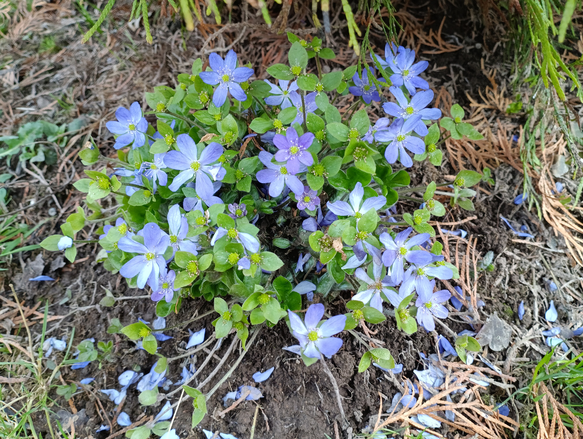 Печёночница