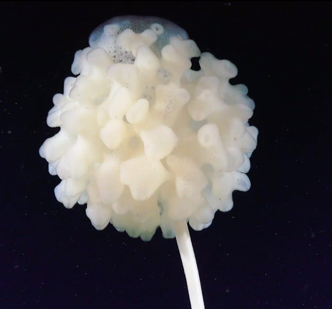 Морская губка снята во время погружения номер 336 с разрешением 4К.