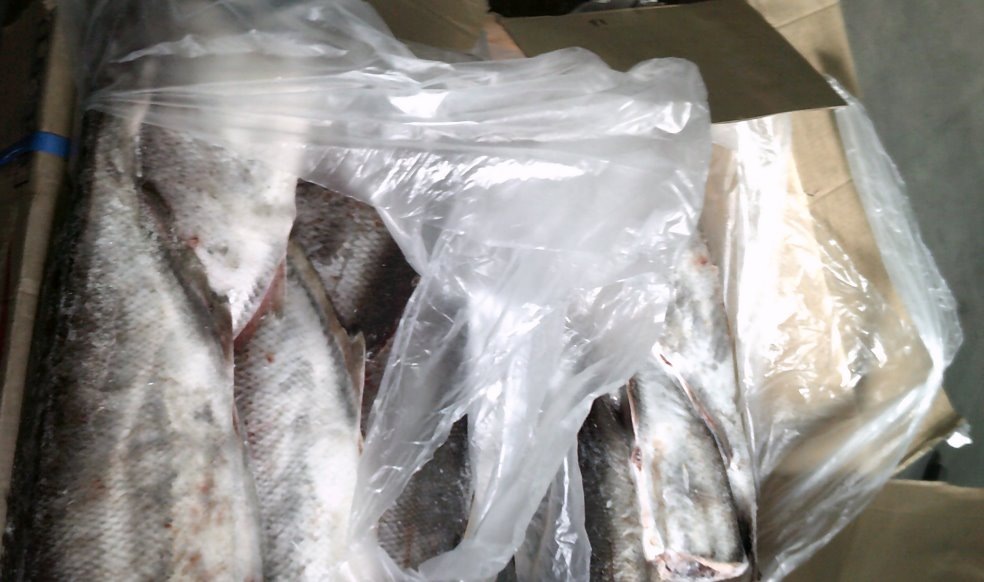 Фото: пресс-служба Северо-Западного межрегионального управления Россельхознадзора