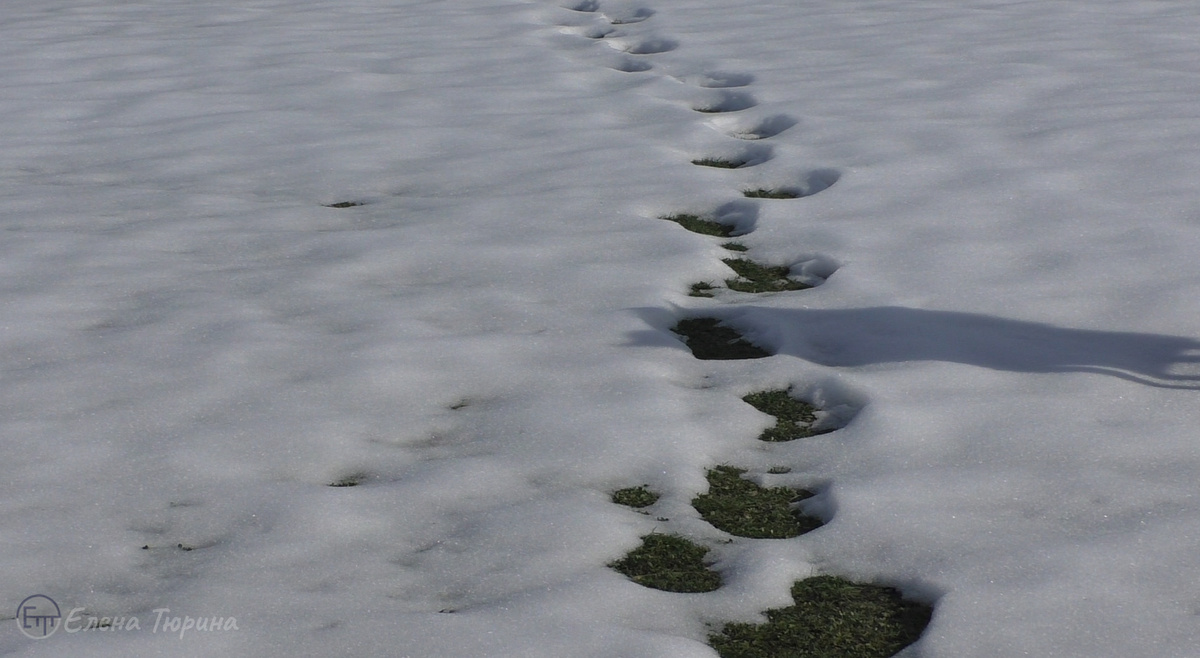 Фото: Елены Тюриной. Дрога из зимы в лето. Апрель. 2025