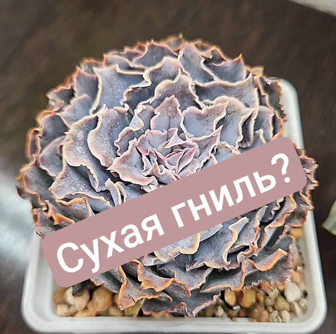 Моя эхеверия шавиана трюфельная.