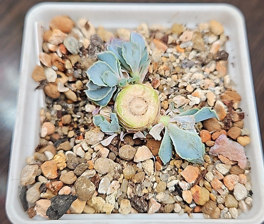 Первый срез. 