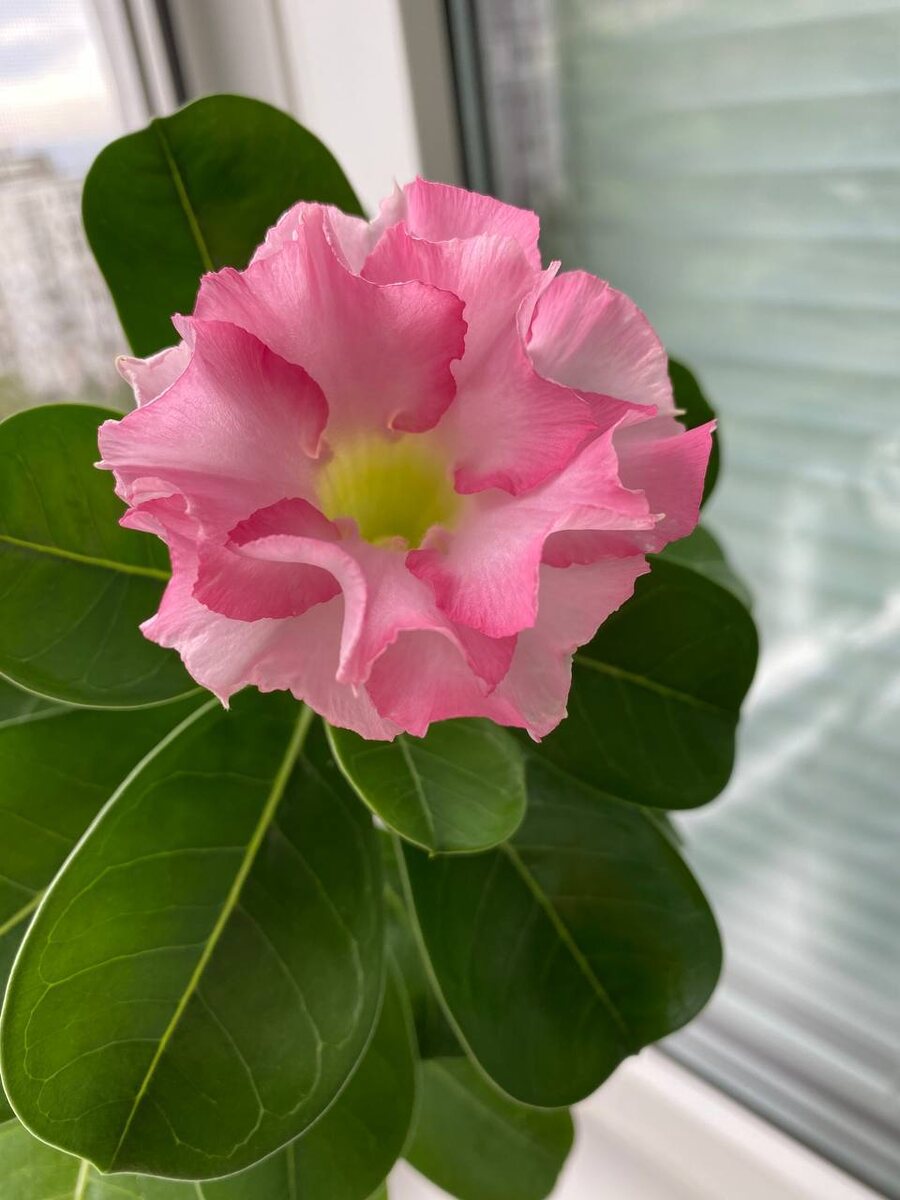 Сорт ‘Pink cloud’ (Розовое облако).