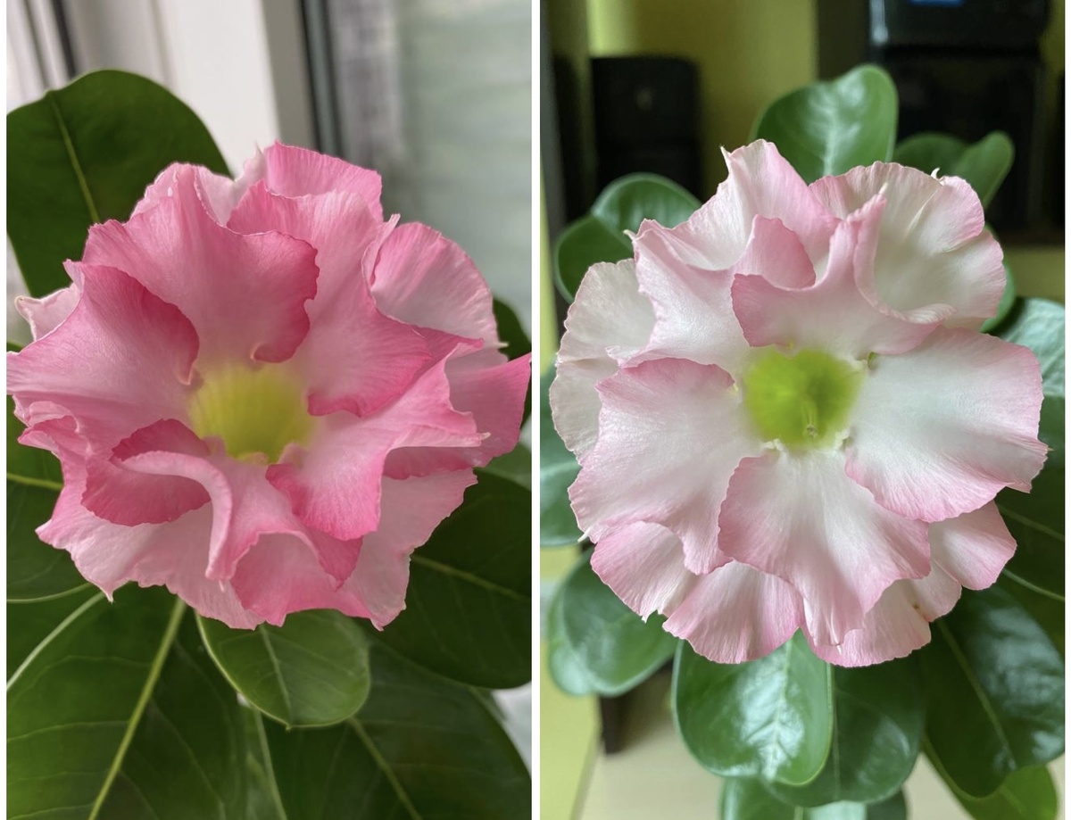 Вот так цветет «Розовое облако». Настоящий хамелеон. 