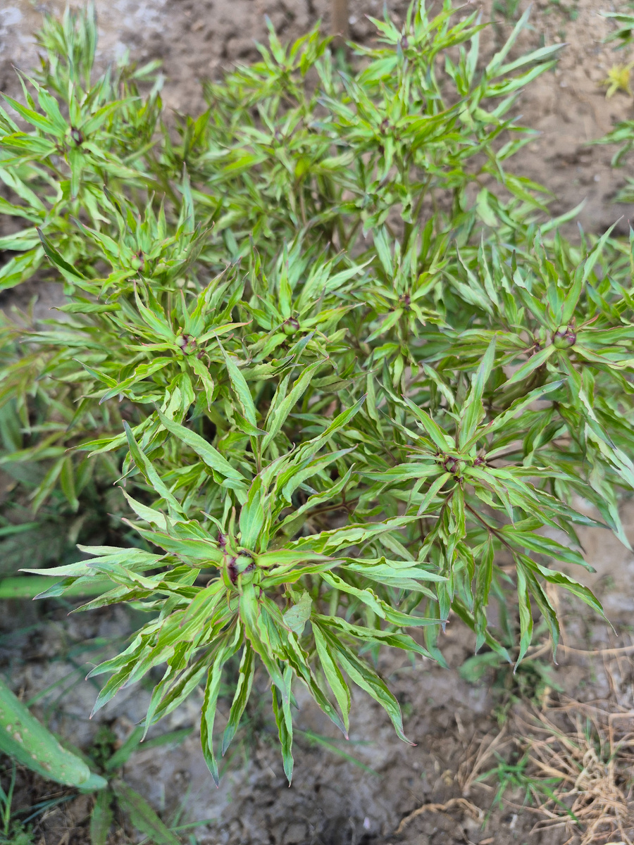 розовый пион готовится к цветению 2025