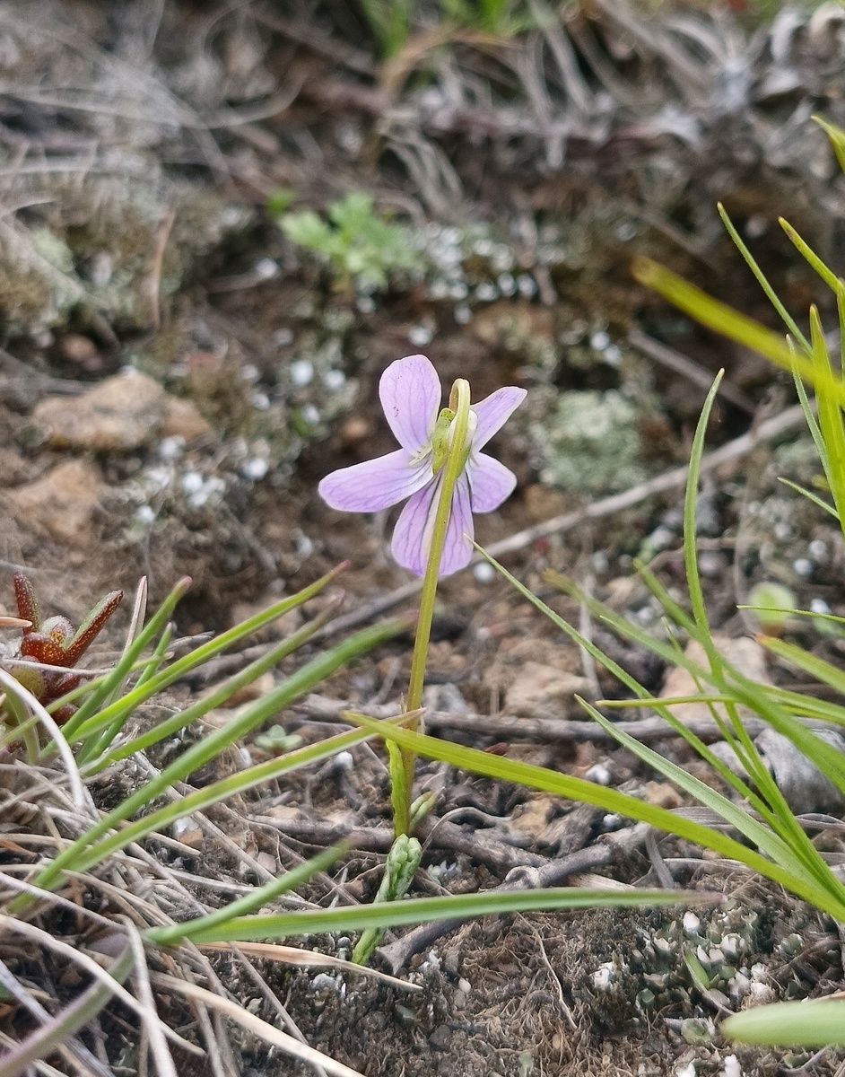 Фиалка маньчжурская очень миниатюрна. В апреле её легче увидеть, пока травы вокруг не разрослись. 