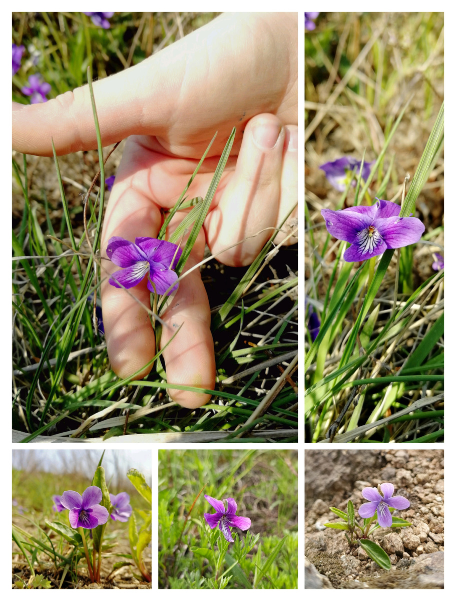 Каждый цветочек дикой фиалки вызывает радость. Покажите их детям! 
