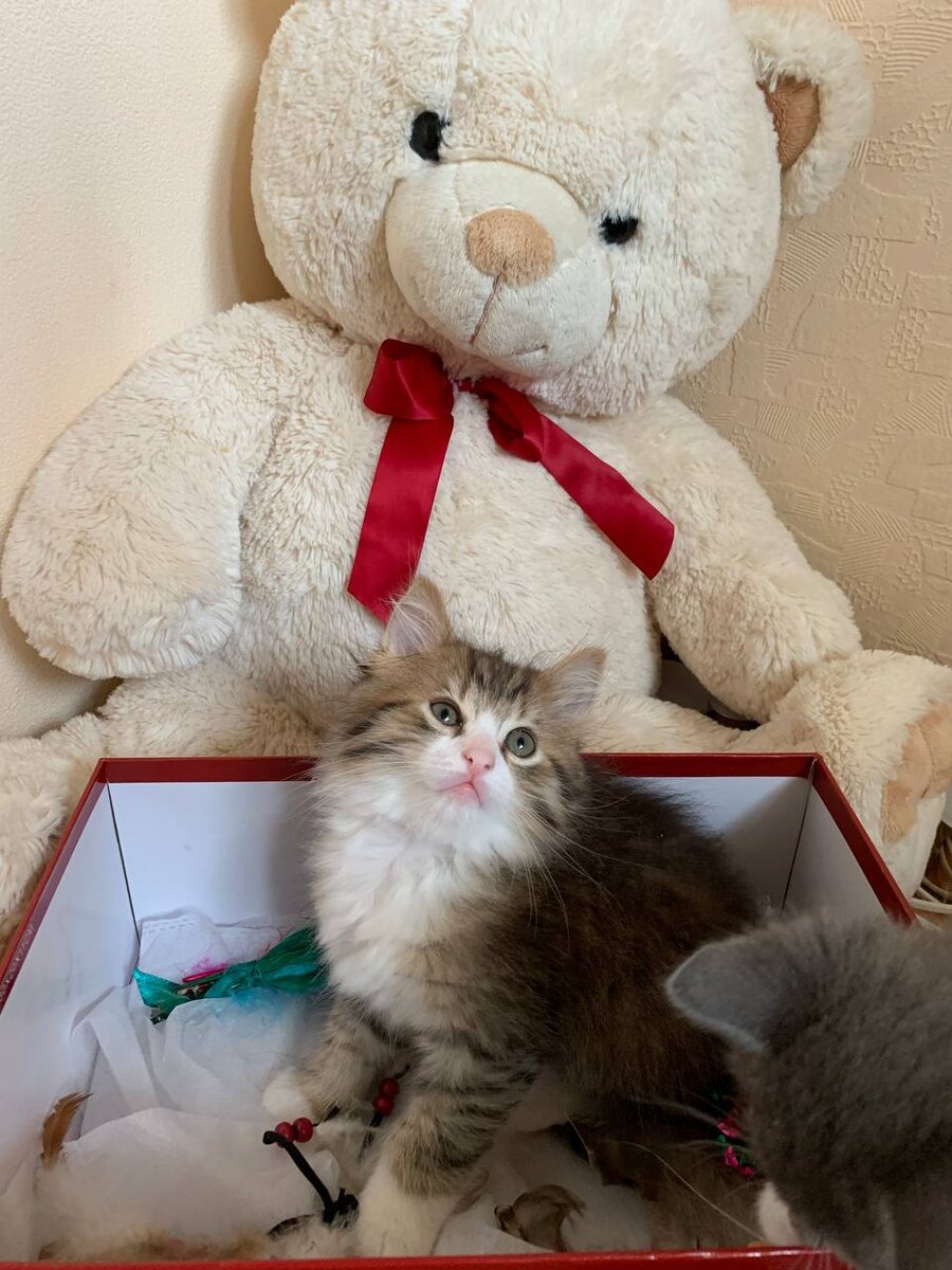 Лучший твой подарочек это Я (для просмотра следующих фото листайте вправо)