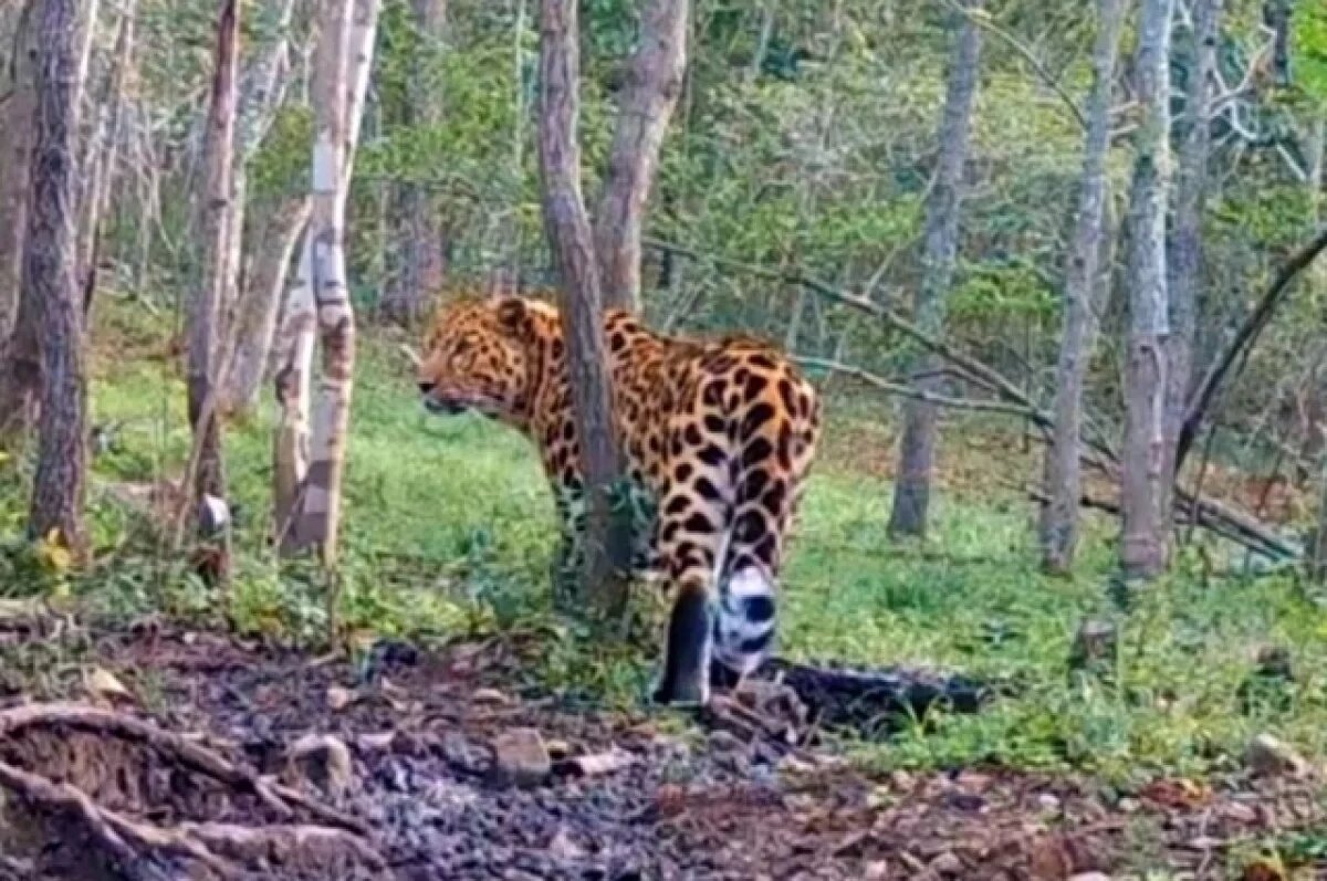    В Приморье леопард покойного папы Римского чувствует себя хорошо