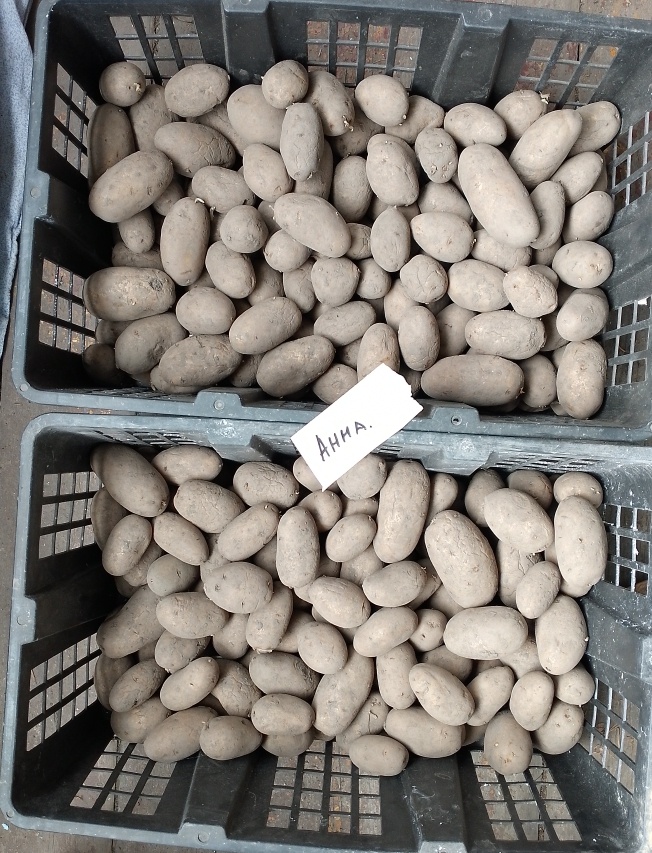 Картошка. Фото автора