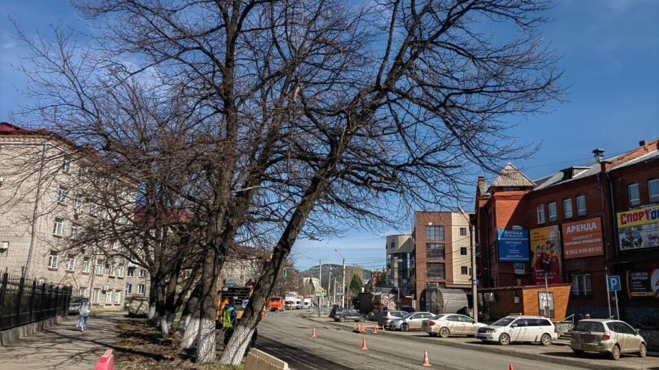    Деревья на улице Чорос-Гуркина в Горно-Алтайске . Источник: t.me/gornoaltaysk_official