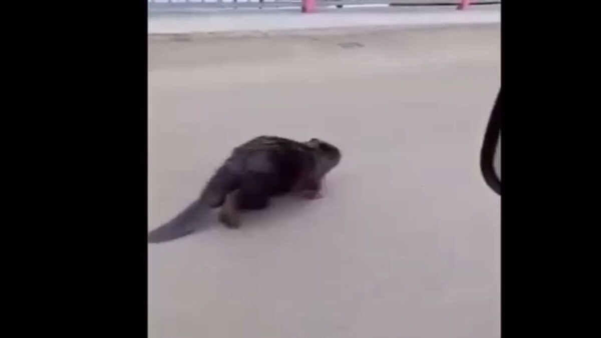     Источник: vk.com/gazeta.panorama