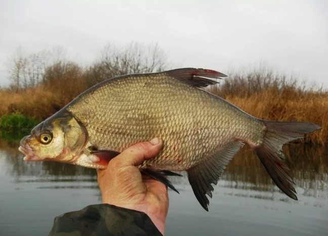 Лещ пойманный на донку в конце апреля. Источник фото ru.pinterest.com