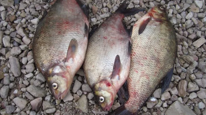 Лещи пойманные на донку в конце апреля. Источник фото autosprite.ru