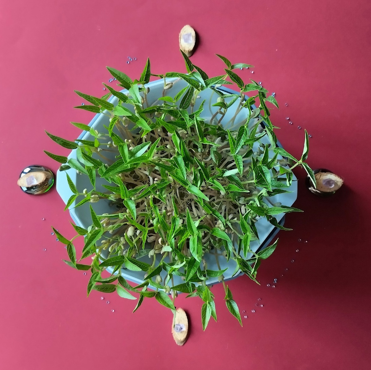 Микрозелень маш.