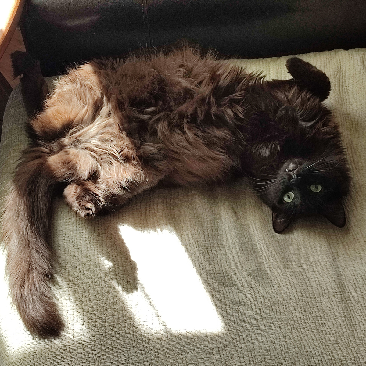 Его фотографировать всегда трудно, потому что получается только черное лохматое пятно 😂 