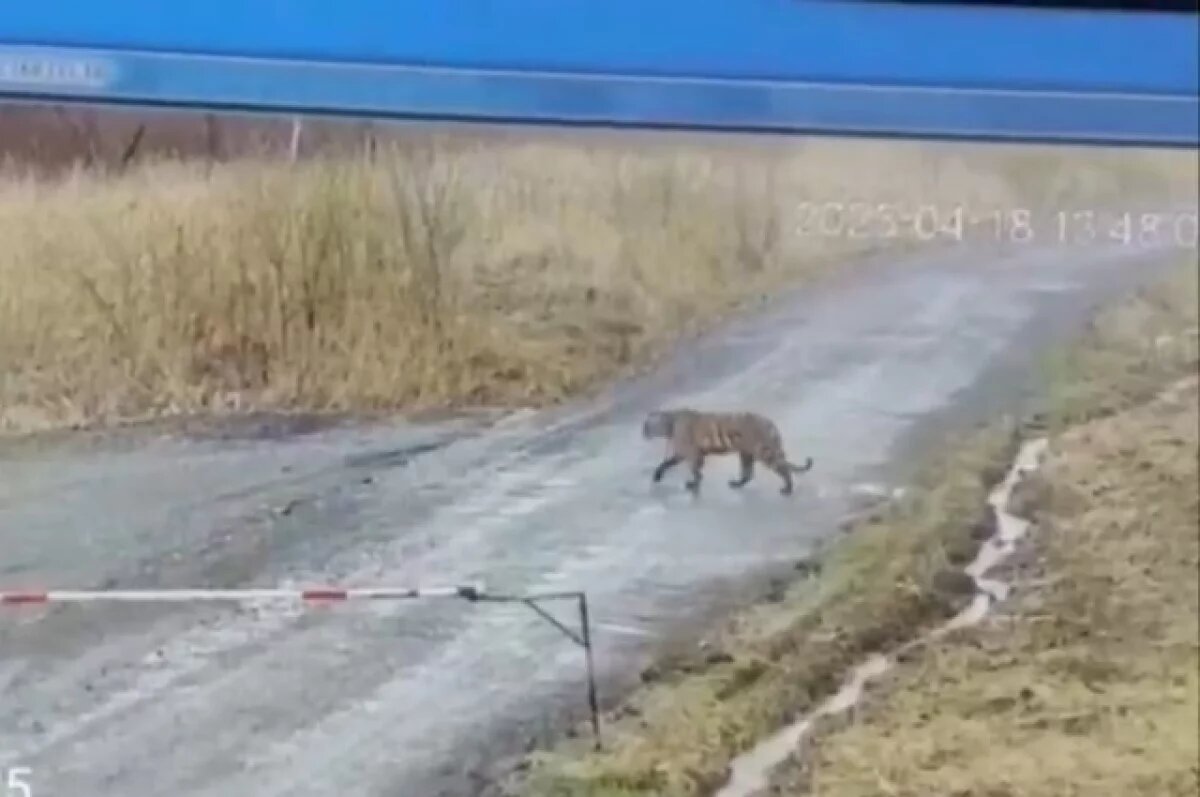    Тигр разгулялся возле свинокомплекса в Приморье