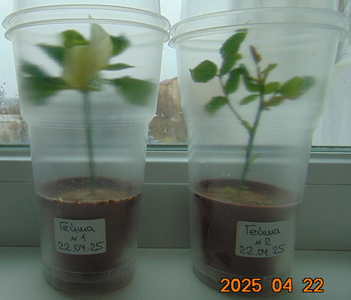 Два черенка розы Гейша