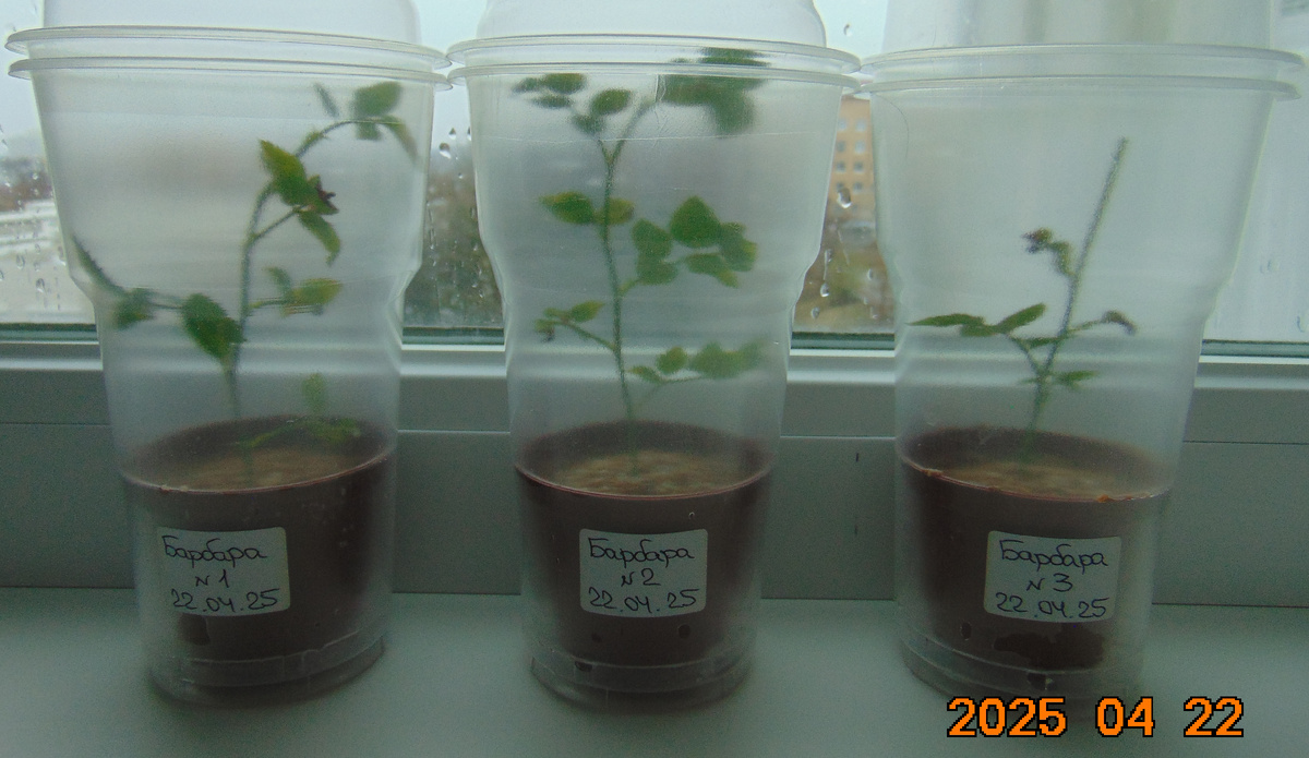 Три черенка розы Hommage a Barbara (Хоммаж Барбара)