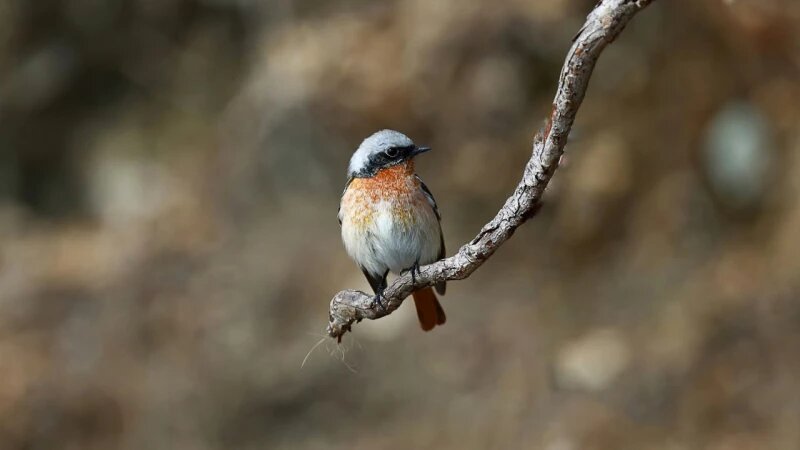     Красноспинная горихвостка. Александр Лотов