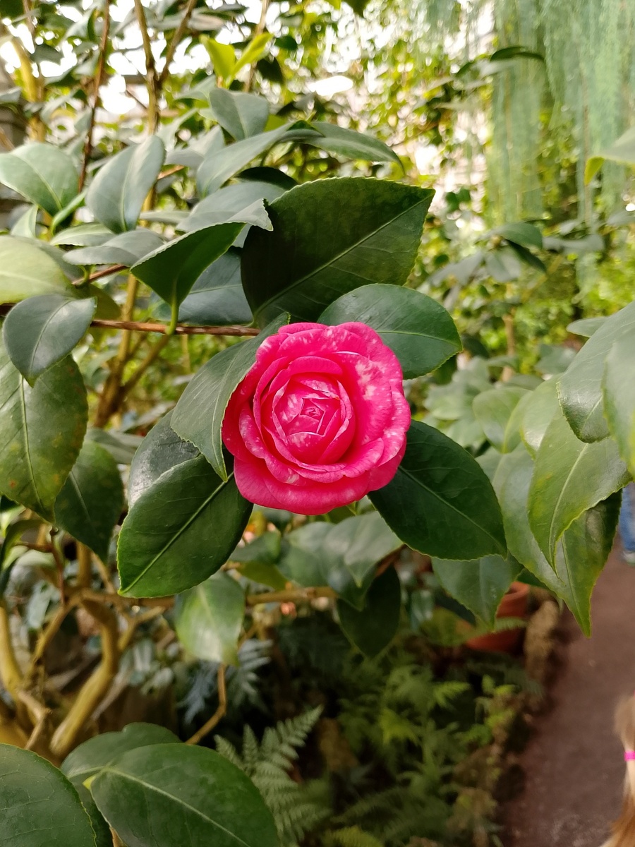 Нежный цветок