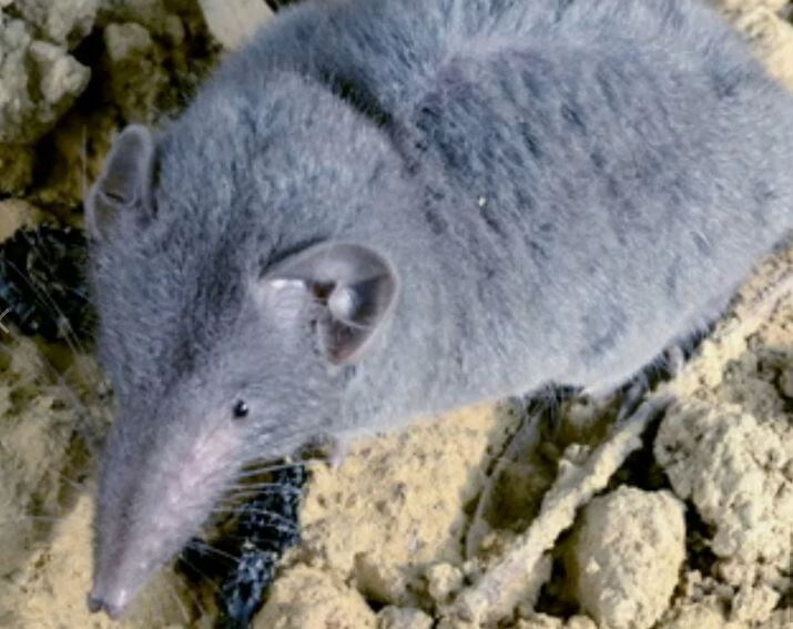 Чучундра - это она))