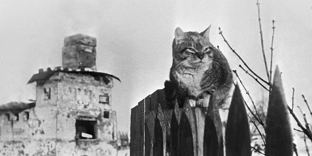 80 лет назад: как животные спасали жизни в блокадном Ленинграде