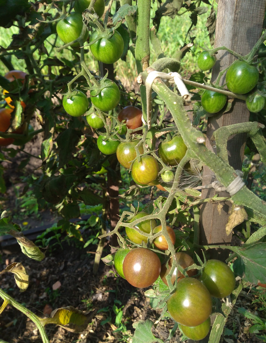 Диковинка. Фото сезона 2023