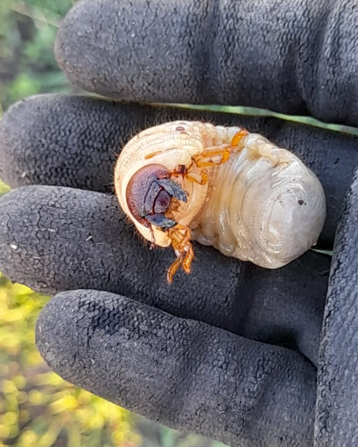 Майский жук. Фото автора канала "Каламус"