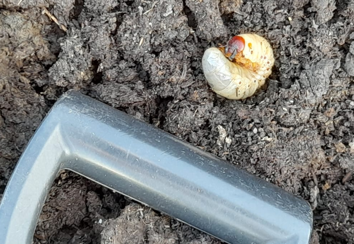 Майский жук. Фото автора канала "Каламус"