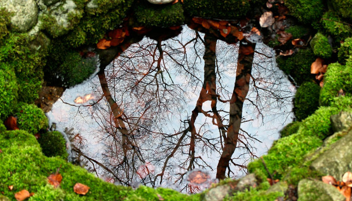 В Вадимов день чистили источники. Изображение: pxhere.com