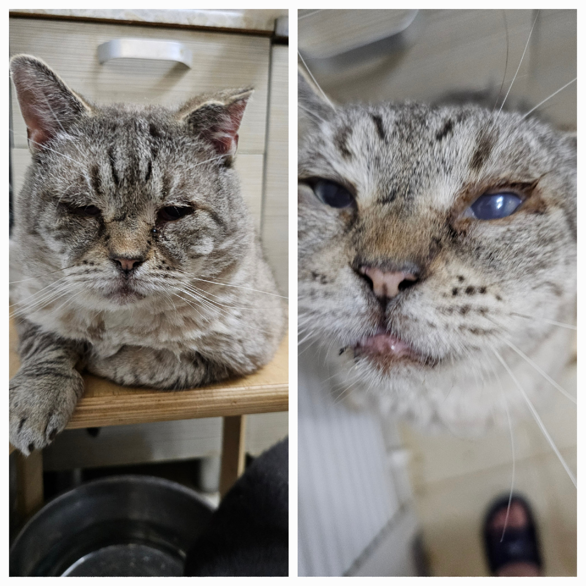 Помутневший глаз