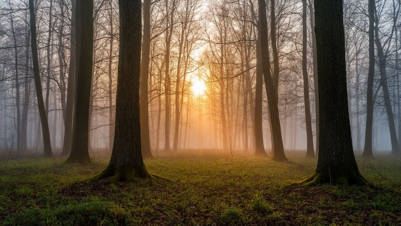 Фото: Изображение создано с помощью нейросети «Шедеврум»  