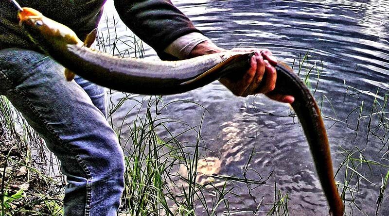 Ловля угря на живца: все тайны успешной рыбалки