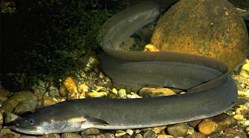 Ловля угря на живца: все тайны успешной рыбалки