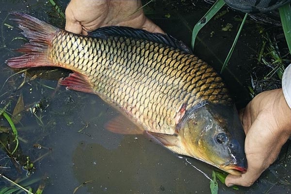 Проблемы вываживания карпа: как предотвратить обрывы лески и сохранить улов