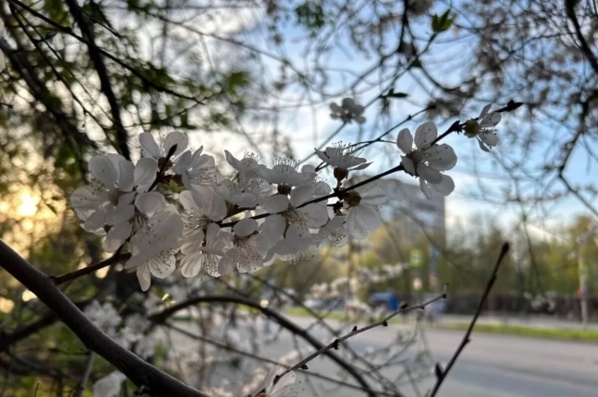    Новая неделя принесла в Тольятти летнюю погоду