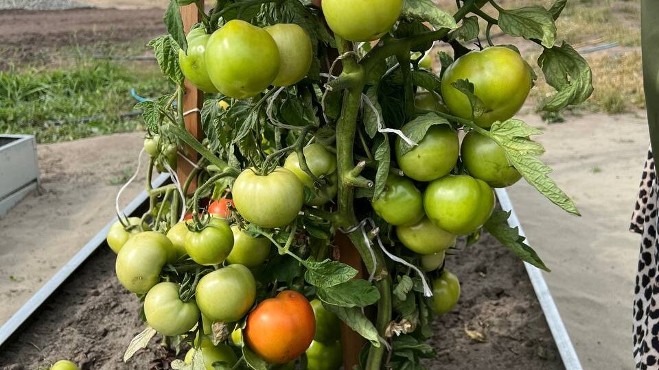 ПОЧЕМУ РАНЬШЕ ВСЕ РОСЛО, А СЕЙЧАС НУЖНЫ УДОБРЕНИЯ?!