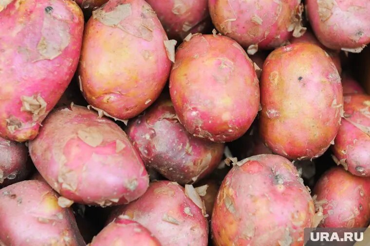 Жители Челябинской области распродают излишки картофеля для посадки. Фото: Вадим Ахметов © URA.RU