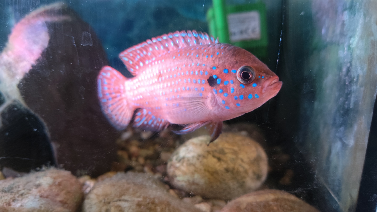 фото автора - хромис красавец