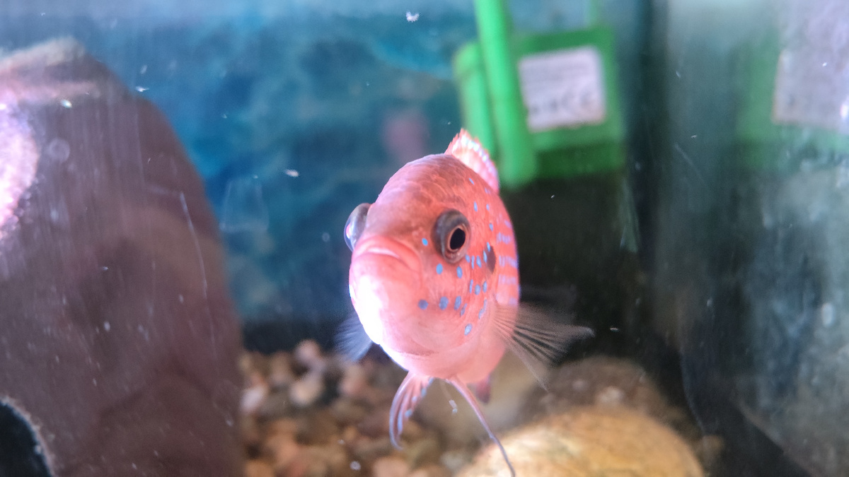 фото автора - хромис красавец